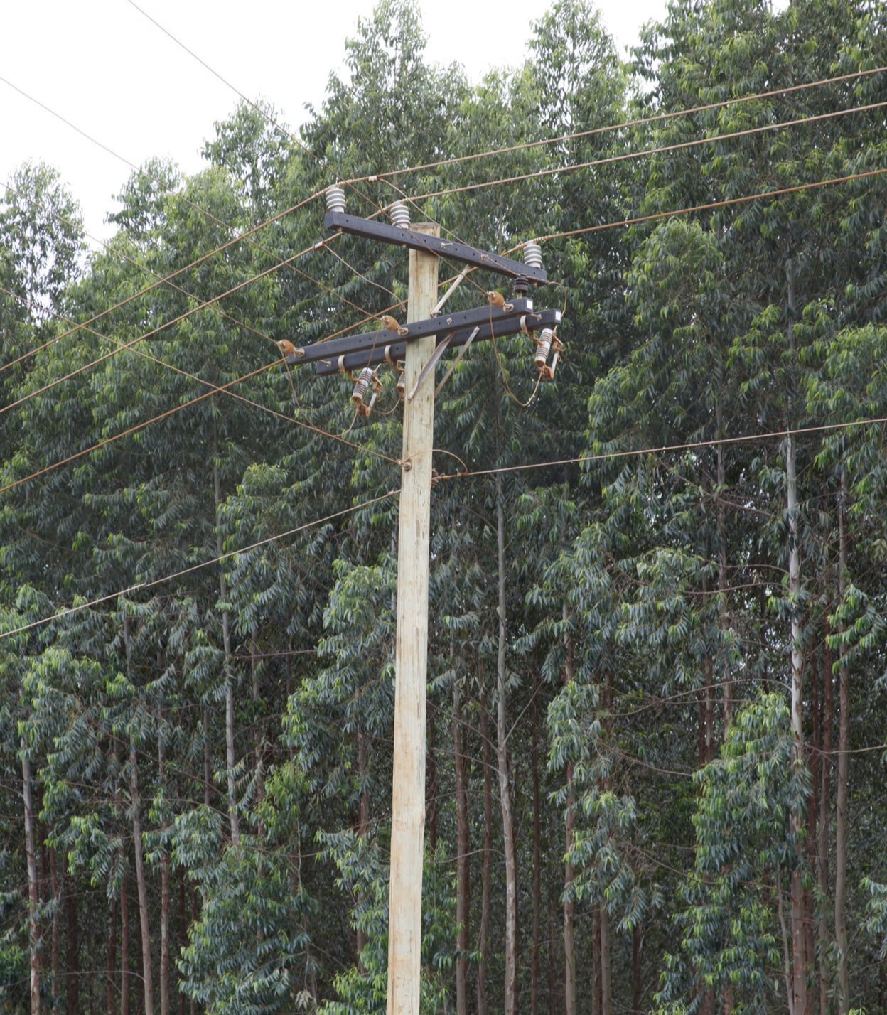 poste de madeira em jarinu